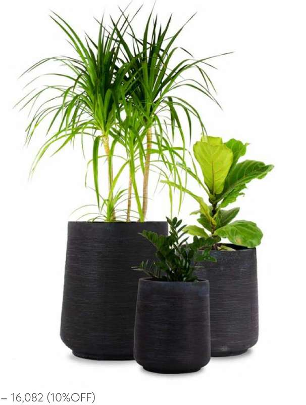 DOLLY Silver Platina